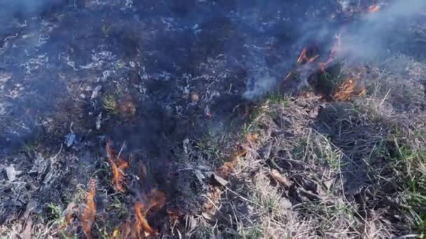Bosbrand verspreid over droog gras en bladeren — Stockvideo