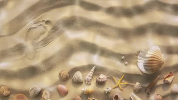 Deniz kabuklarıyla kumlu deniz tabanı — Stok video