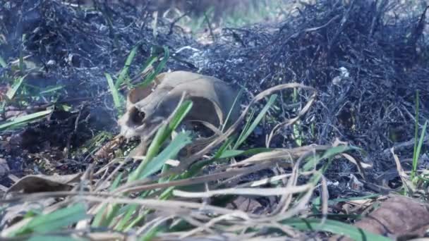 Ossos de animais queimados em um incêndio florestal — Vídeo de Stock