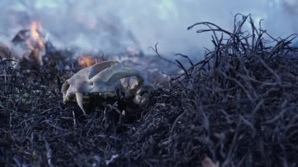 Ossos de animais queimados em um incêndio florestal — Vídeo de Stock