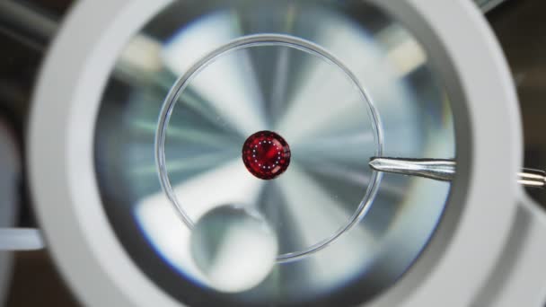 显微镜下的血滴 — 图库视频影像