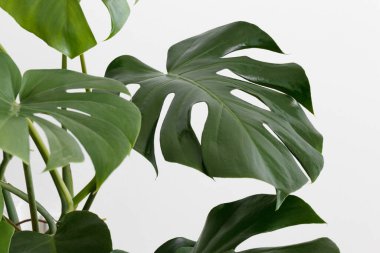 Canavar bitkisi beyaz arkaplanda yapraklar bırakır.