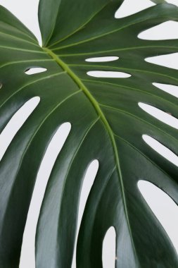 Beyaz arka planda canavar bitki yaprağı.