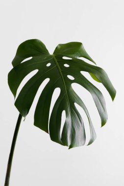 Beyaz arka planda canavar bitki yaprağı.