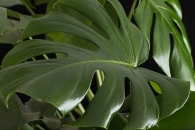 Canavar bitkisi siyah arka planda kalır..