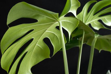 Monstera plant leaves on a black background. clipart