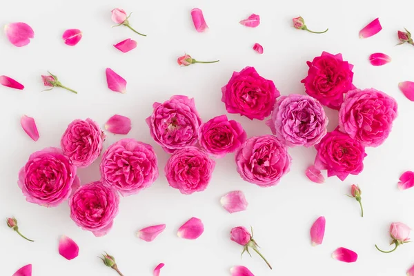 Rosas Pétalos Rosados Sobre Fondo Blanco — Foto de Stock