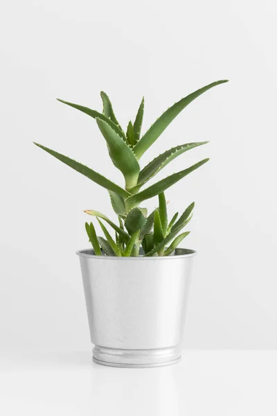 Aloe Vera Pot White Table —  Fotos de Stock