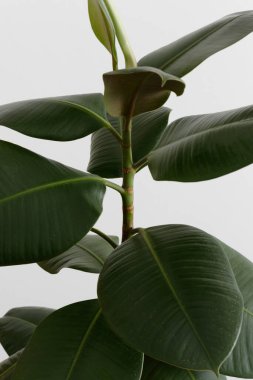 Ficus bitkisi beyaz arkaplanda.