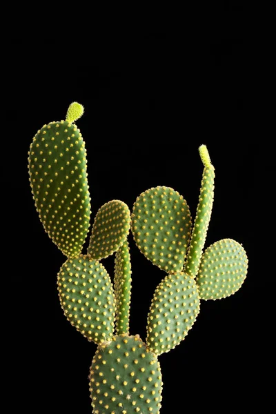 Opuntia Kaktus Černém Pozadí — Stock fotografie
