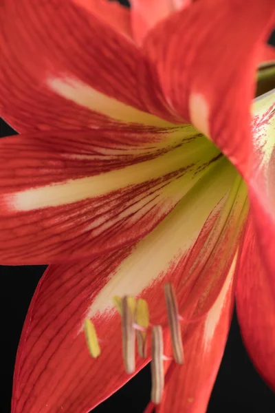 Rote Amaryllis Blume Isoliert Auf Schwarzem Hintergrund — Stockfoto