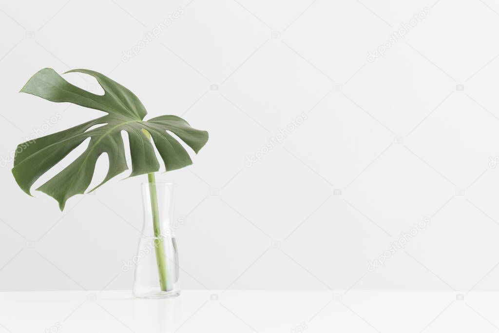 Monstera leaf in a glass vase on a white table with blank copy space.