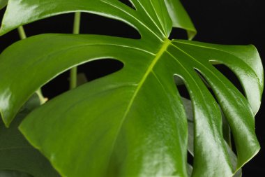 Siyah arka planda canavar bitki yaprağı.