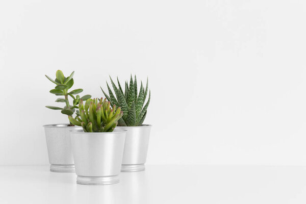 Various types of cactus and a succulent plant in a pots on a white table with blank copy space.