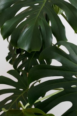 Canavar bitkisi beyaz arkaplanda yapraklar bırakır.