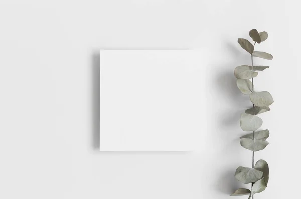 ユーカリの枝と招待正方形のカードモックアップ — ストック写真