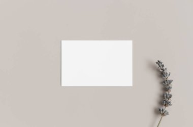 Beyaz kartvizit, 85x55mm, lavantalı..