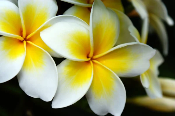 plumeria white and yellow flower exotic flower group in garden beautiful petals