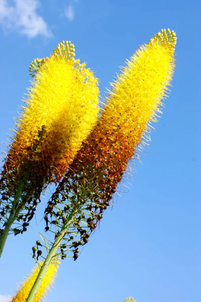Kniphofia Uvaria Λουλούδι Υψηλό Σύμπλεγμα Λουλουδιών Ενάντια Στο Γαλάζιο Ουρανό — Φωτογραφία Αρχείου