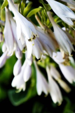 Bahçede bembeyaz bir çiçek tek bir renk arkaplan