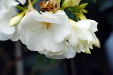 beyaz kamelya çiçekleri iki çiçek güzel arka plan