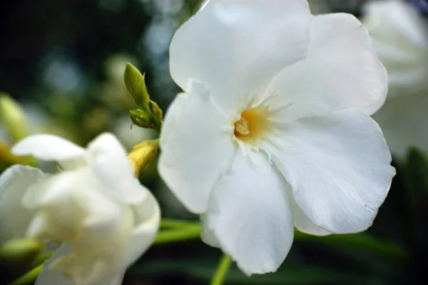 Fehér Kamélia Virágok Két Virág Fej Gyönyörű Háttér — Stock Fotó