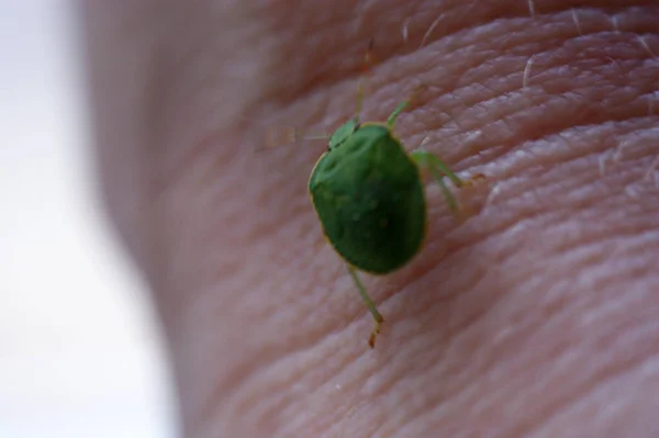 green beetle worm with armor walks on human skin insect goes up