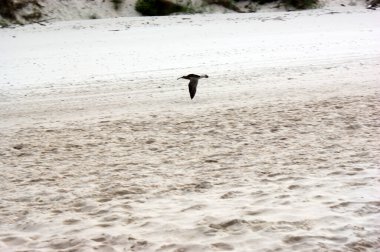 Özgür bir kuş plajda uçuyor.