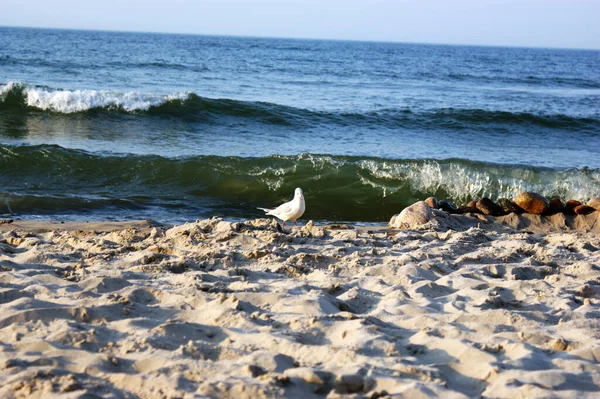 Pássaro Gaivota Praia Caminha Uma Caneta Marcador Sobre Mar Báltico — Fotografia de Stock