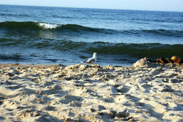 Pássaro Gaivota Praia Caminha Uma Caneta Marcador Sobre Mar Báltico — Fotografia de Stock