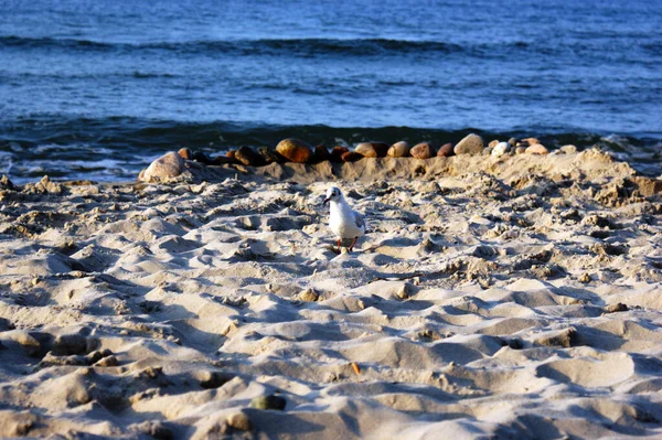 Sahildeki Martı Kuşu Baltık Denizi Üzerinde Işaretli Bir Ağılda Yürüyor — Stok fotoğraf