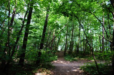Orman uzun ağaçlar Yazın gizemli güzel yeşillikler