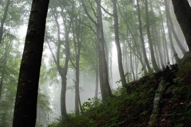 Orman uzun ağaçlar Yazın gizemli sis yeşil