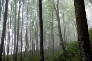 Orman uzun ağaçlar Yazın gizemli sis yeşil