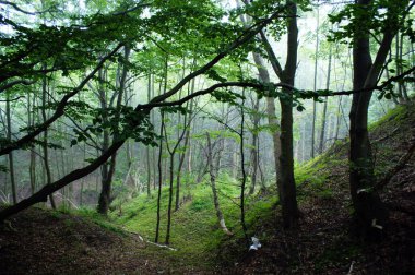 Orman uzun ağaçlar Yazın gizemli sis yeşil