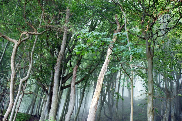 Forest Tall Trees Summer Mysterious Beautiful Fog Greenery — Stock Photo, Image