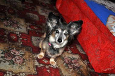 Evdeki küçük melez köpek portresi renkli arka plana doğru bakıyor.