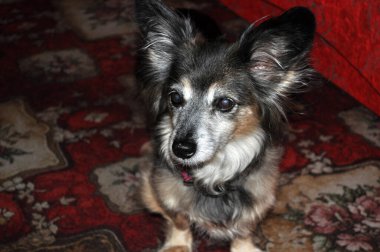 Evdeki küçük melez köpek portresi renkli arka plana doğru bakıyor.