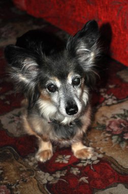 Evdeki küçük melez köpek portresi renkli arka plana doğru bakıyor.