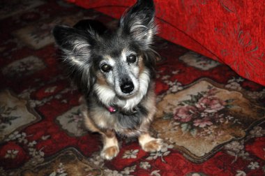 Evdeki küçük melez köpek portresi renkli arka plana doğru bakıyor.