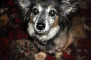 Evdeki küçük melez köpek portresi renkli arka plana doğru bakıyor.