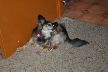 Evdeki küçük melez köpek portresi pirelerin rengarenk arka planlarını çiziyor.