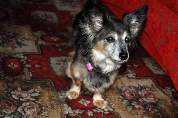 Evdeki küçük melez köpek portresi renkli arka plana doğru bakıyor.