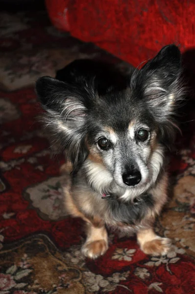 Evdeki küçük melez köpek portresi renkli arka plana doğru bakıyor.