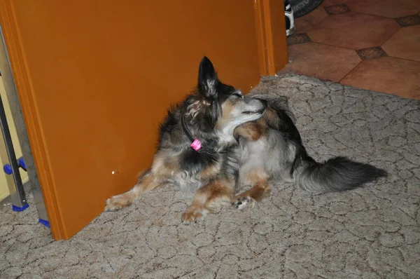 Evdeki küçük melez köpek portresi pirelerin rengarenk arka planlarını çiziyor.