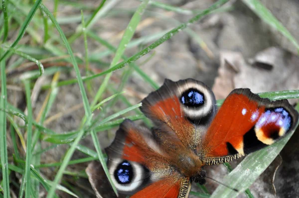 Aglais Der Pfauenauge Orange Schmetterling Bunt Auf Gras Sitzend — Stockfoto