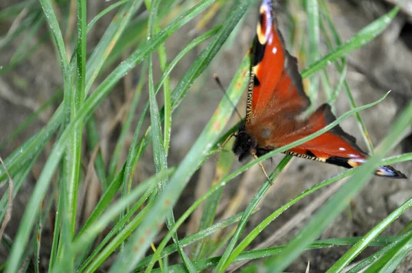 Aglais Paon Européen Papillon Orange Coloré Sur Herbe Assis — Photo