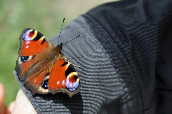 Aglais Der Europäische Pfau Orange Schmetterling Bunt Auf Dem Ärmel — Stockfoto