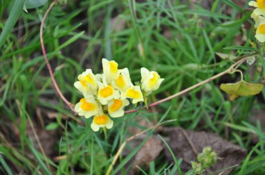 Sarı çiçek linaria vulgaris çayır çimlerinde yaygın toadflax