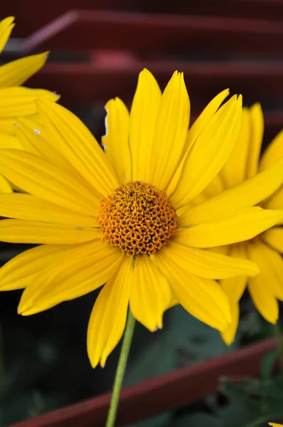 Rudbeckia Žlutý Květ Zahradě Zelené Listy Zblízka Jeden Květ — Stock fotografie